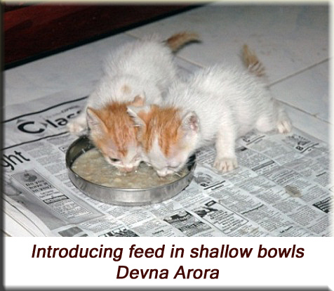 Devna Arora - Introducing feed in shallow bowls